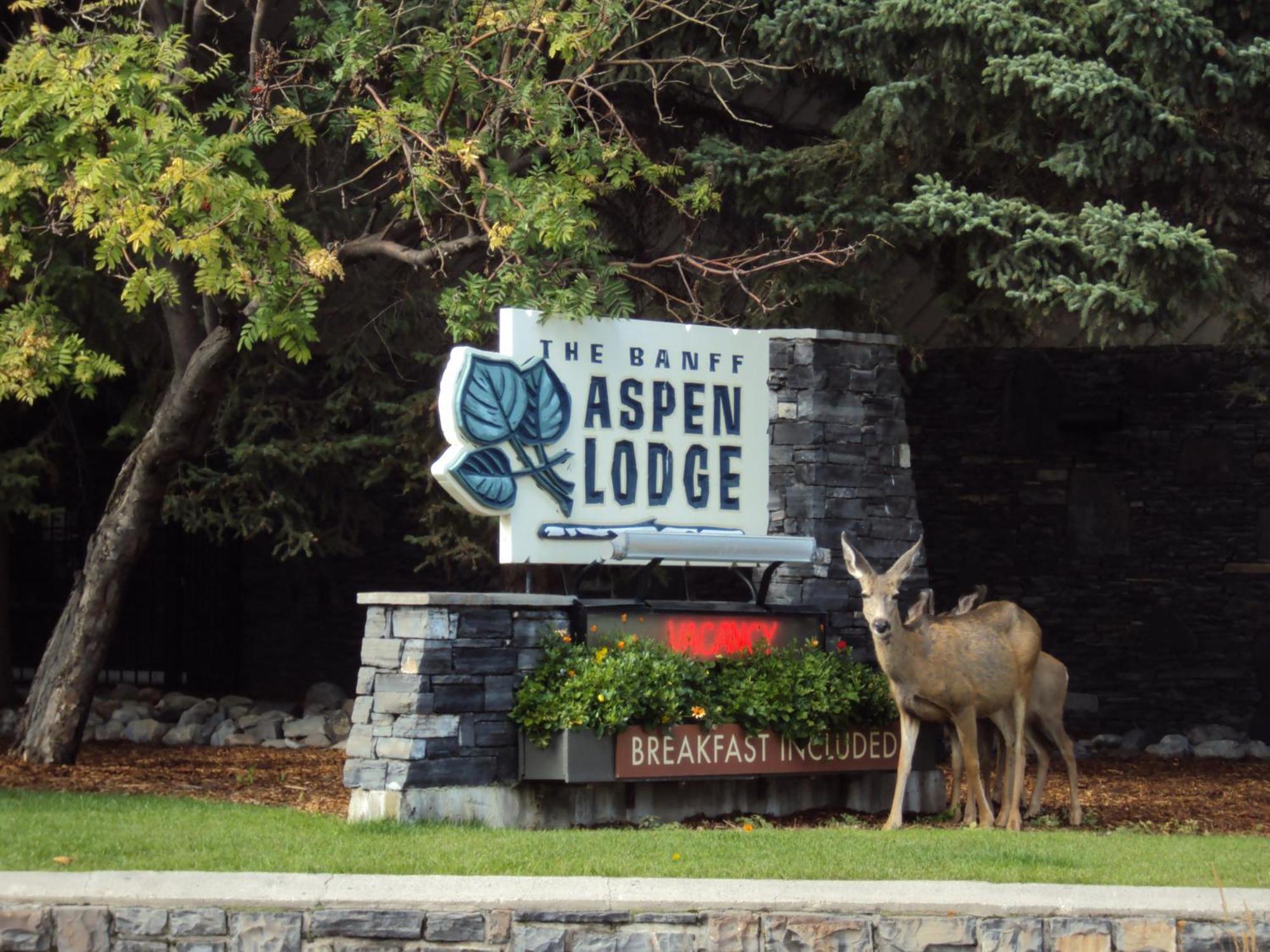 Banff Aspen Lodge Exterior foto